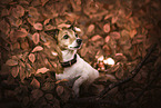 Jack Russell Terrier Hndin