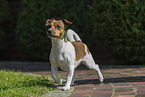 Jack Russell Terrier im Sommer