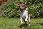 Jack Russell Terrier im Sommer