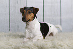 Jack Russell Terrier im Studio