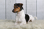 Jack Russell Terrier im Studio