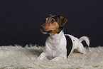 Jack Russell Terrier im Studio