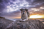 Jack Russell Terrier am Strand