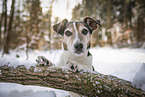 Jack Russell Terrier im Winter