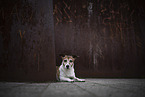 Jack Russell Terrier Hündin