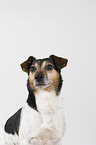 Jack Russell Terrier