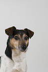  Jack Russell Terrier