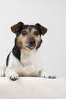 Jack Russell Terrier