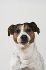 Jack Russell Terrier