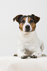 Jack Russell Terrier