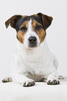 Jack Russell Terrier