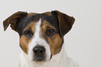 Jack Russell Terrier