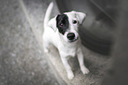 Jack Russell Terrier Rde