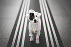 Jack Russell Terrier Rüde