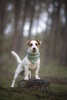 ausgewachsener Jack Russell Terrier