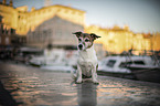 Jack Russell Terrier