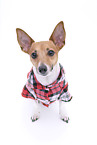 Jack Russell Terrier