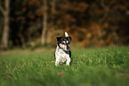Jack Russell Terrier Senior