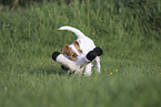 Jack Russell Terrier