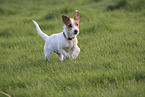 Jack Russell Terrier