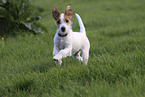 Jack Russell Terrier