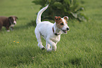 Jack Russell Terrier