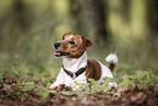 Jack Russell Terrier