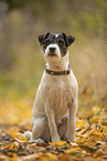 Jack Russell Terrier