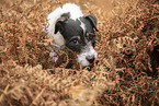 Jack Russell Terrier