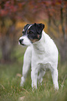 Jack Russell Terrier