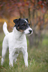 Jack Russell Terrier