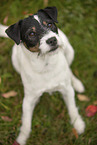 Jack Russell Terrier