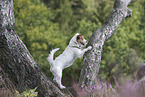 Jack Russell Terrier