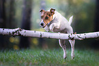 Jack Russell Terrier