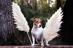 Jack Russell Terrier