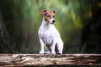 Jack Russell Terrier