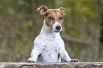 Jack Russell Terrier