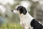 Jack Russell Terrier Rde