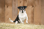 Jack Russell Terrier Rde