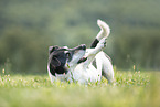 Jack Russell Terrier Rde