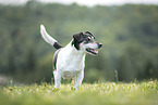 Jack Russell Terrier Rde