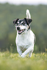 Jack Russell Terrier Rde