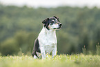 Jack Russell Terrier Rde