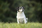 Jack Russell Terrier Rde