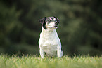 Jack Russell Terrier Rde