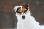 Jack Russell Terrier Hndin im Schnee