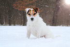 Jack Russell Terrier Hndin im Schnee