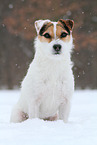 Jack Russell Terrier Hndin im Schnee