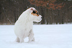 Jack Russell Terrier Hndin im Schnee
