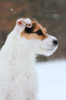 Jack Russell Terrier Hndin im Schnee